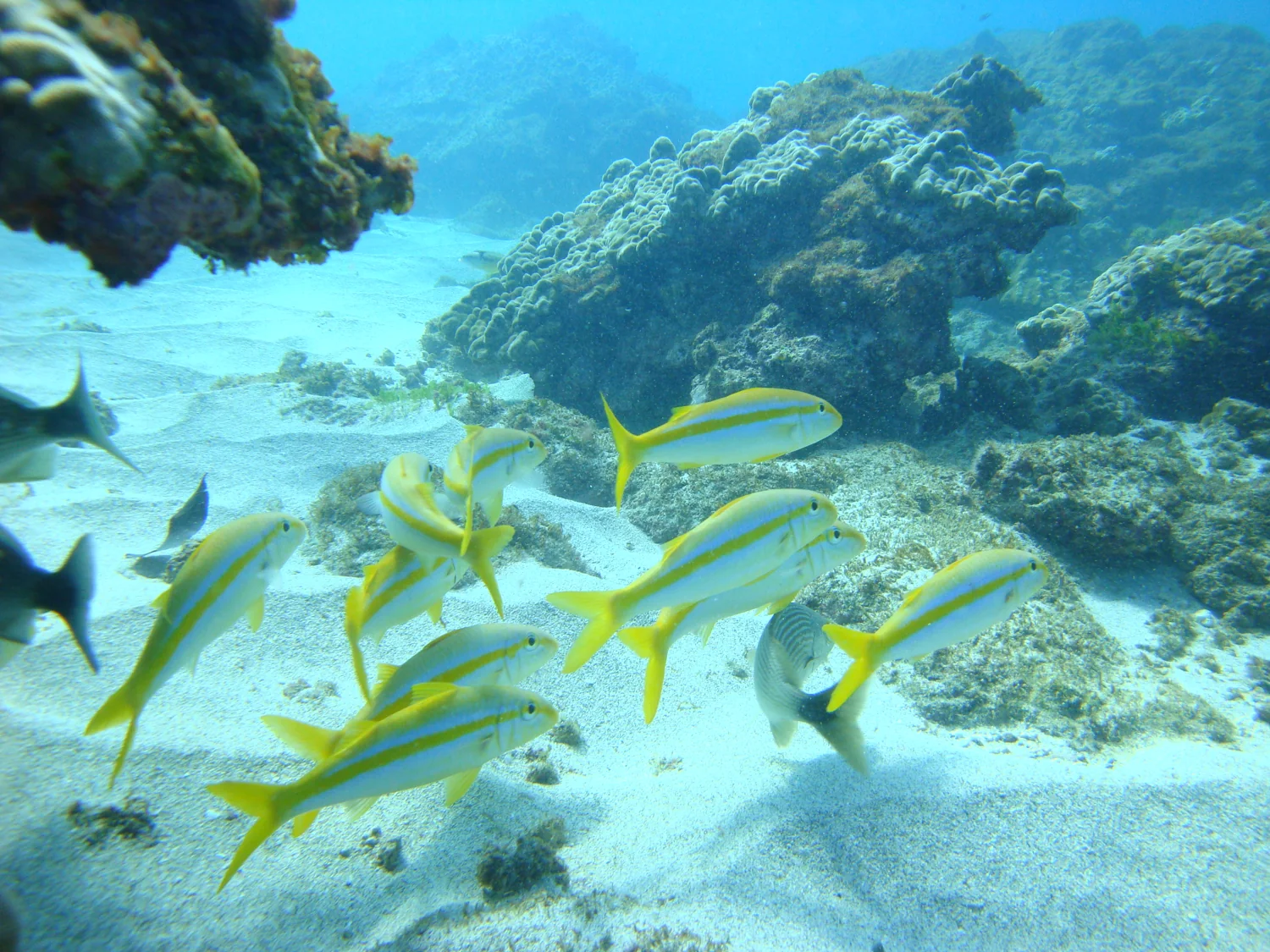 Fish among seabed formations
