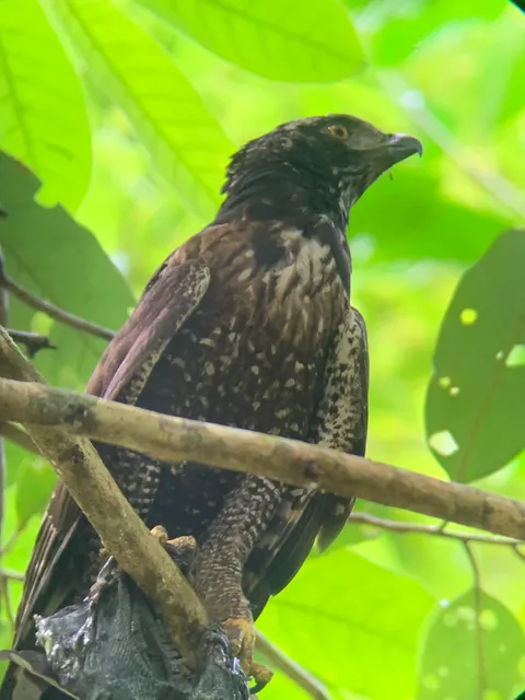 Bird of prey perched among vegetation