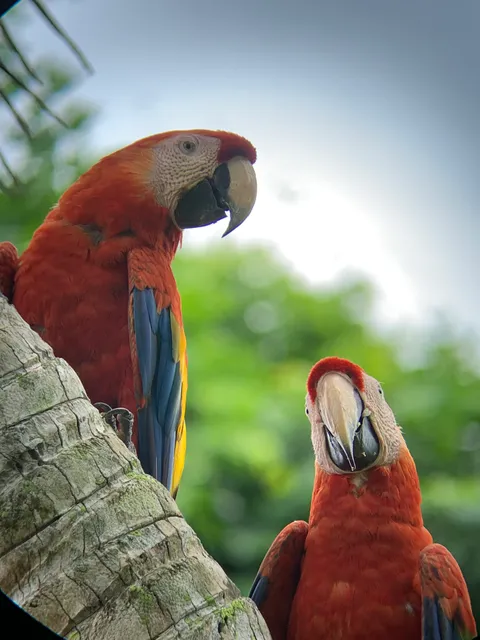 Two scarlet macaws on a tree