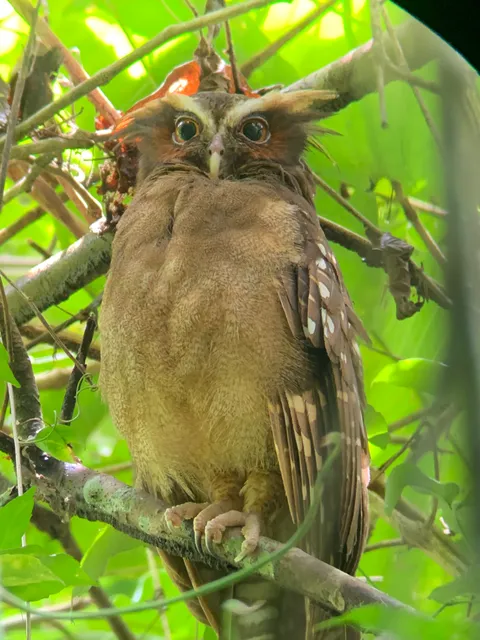 Owl perched among leaves