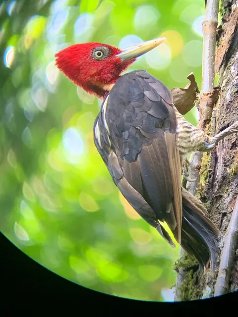 Red-headed woodpecker on a tree trunk