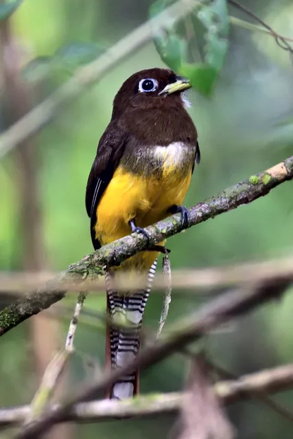 Yellow-bellied bird on a branch