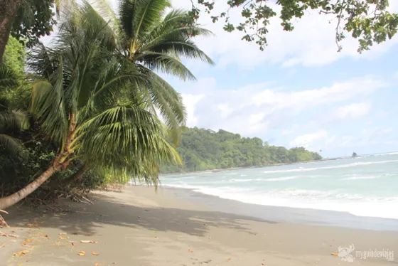 Beach framed by coastal vegetation