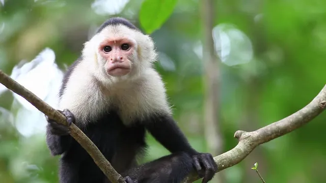 White-faced monkey among branches