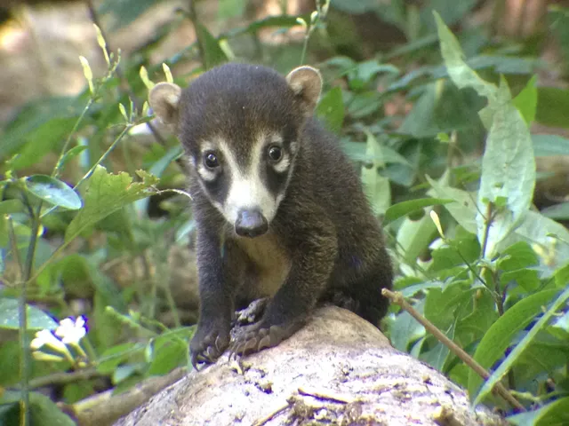 Coati among branches