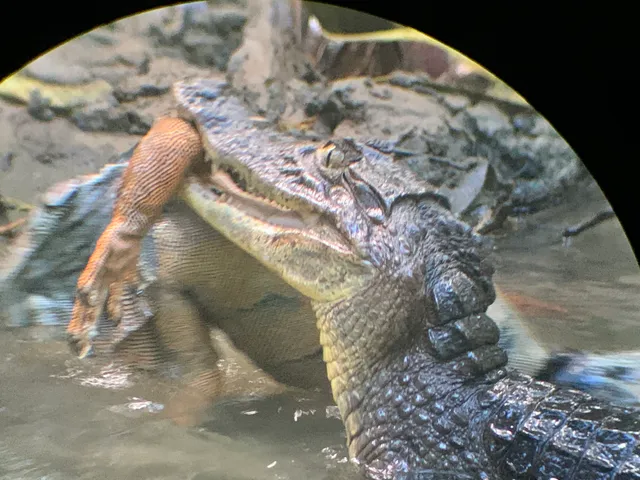 Reptil junto al agua visto a través de un visor
