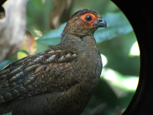 Bird among rainforest vegetation