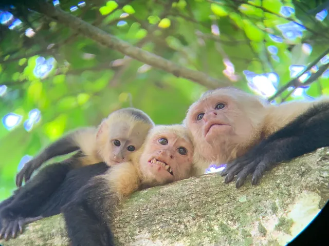 Monos descansando en las ramas