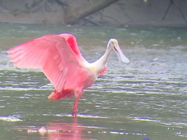 Pink bird with open wings beside the water
