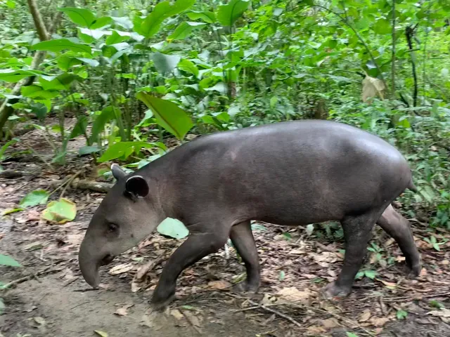 Danta caminando entre la vegetación