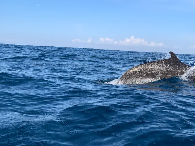 Dolphin leaping among the waves