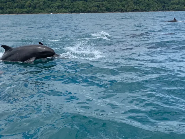 Dolphins at the sea surface