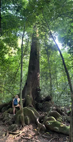 Large tree in San Pedrillo