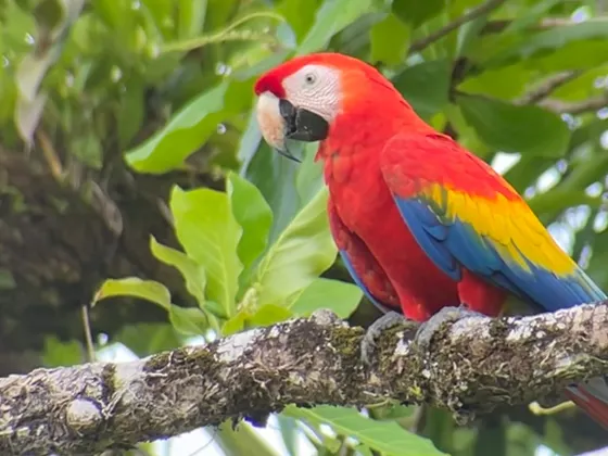 Scarlet macaw among branches