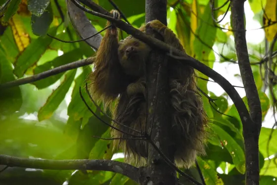 Sloth among leaves and branches