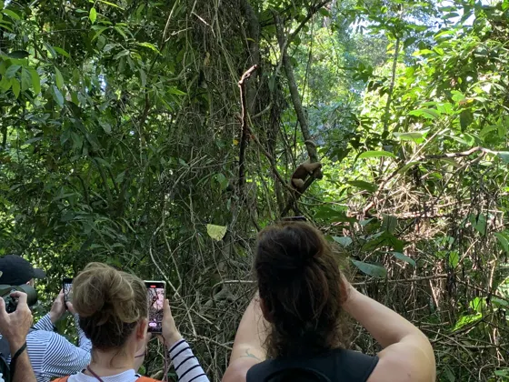 Walkers among rainforest vegetation