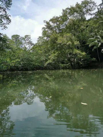 Canal rodeado de vegetación de manglar
