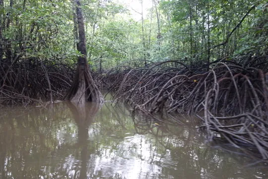 Raíces de manglar junto al agua