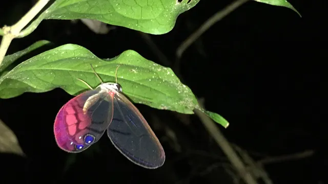 Butterfly resting beneath a leaf