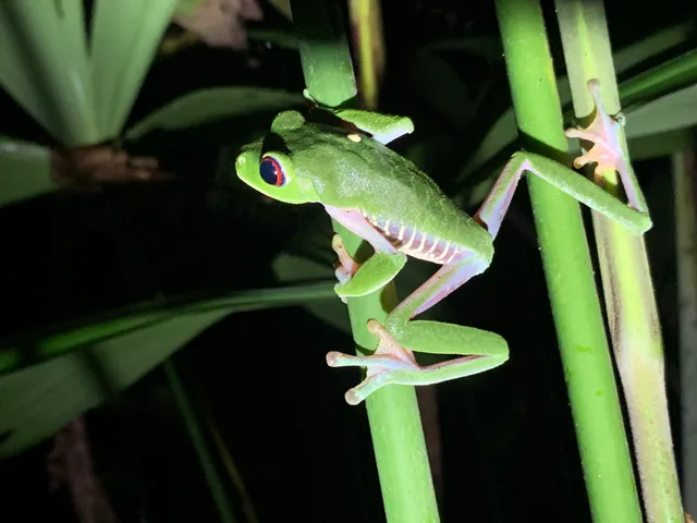 Green frog on plant stems