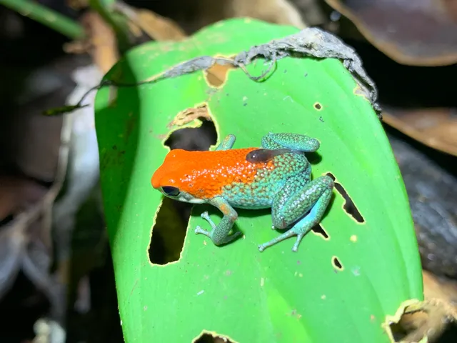 Orange and green frog on a leaf