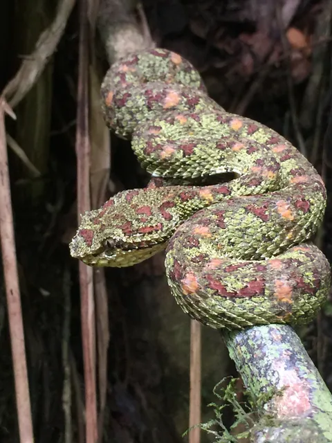 Snake coiled on a branch