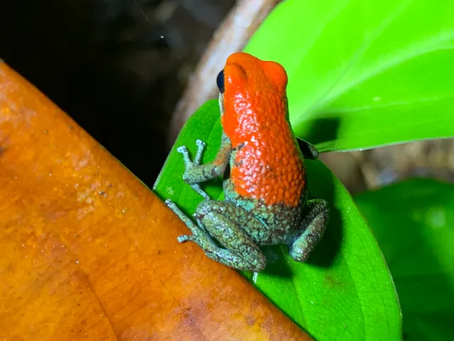 Frog on an illuminated stem