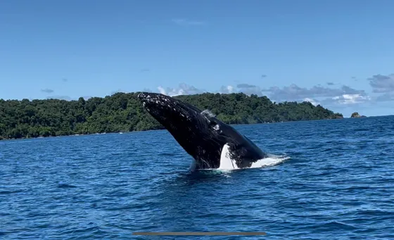 Whale emerging above the sea