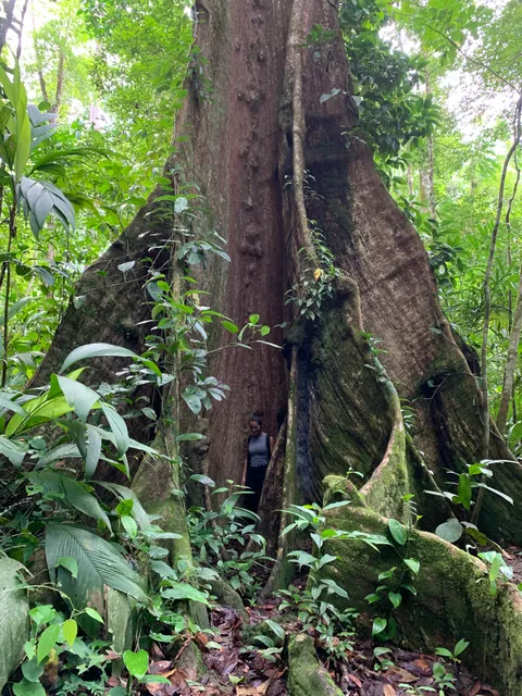 Large buttress-rooted tree in San Pedrillo