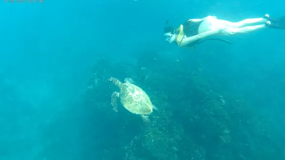 Tortuga marina y persona practicando snorkeling