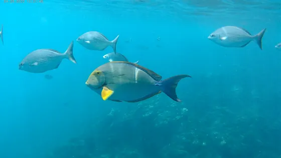 Fish above the seabed