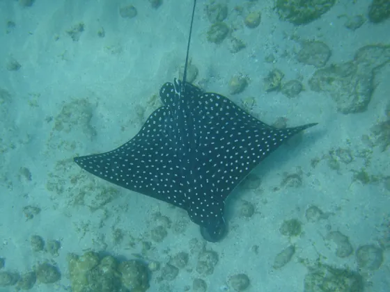 Ray above the sandy seabed