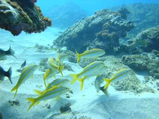 Fish among seabed formations
