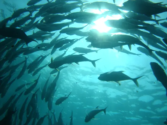 School of fish seen underwater