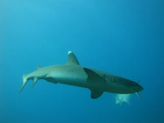 Shark swimming underwater