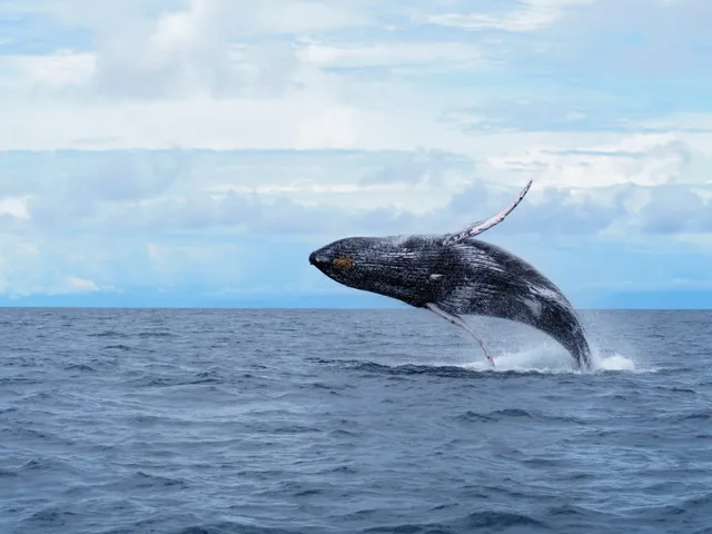 Whale breaching above the sea