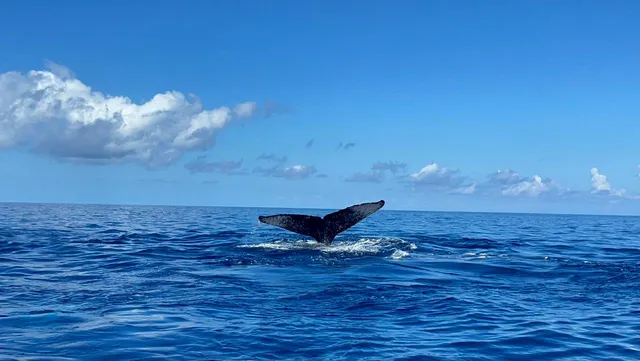 Whale tail above the ocean
