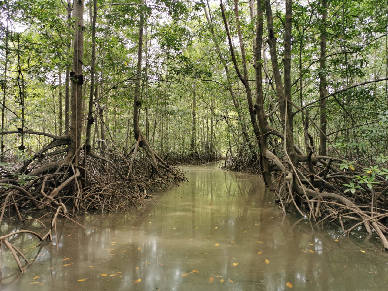 Canal de agua entre raíces y árboles de manglar