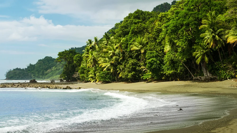 Bosque tropical junto a la costa