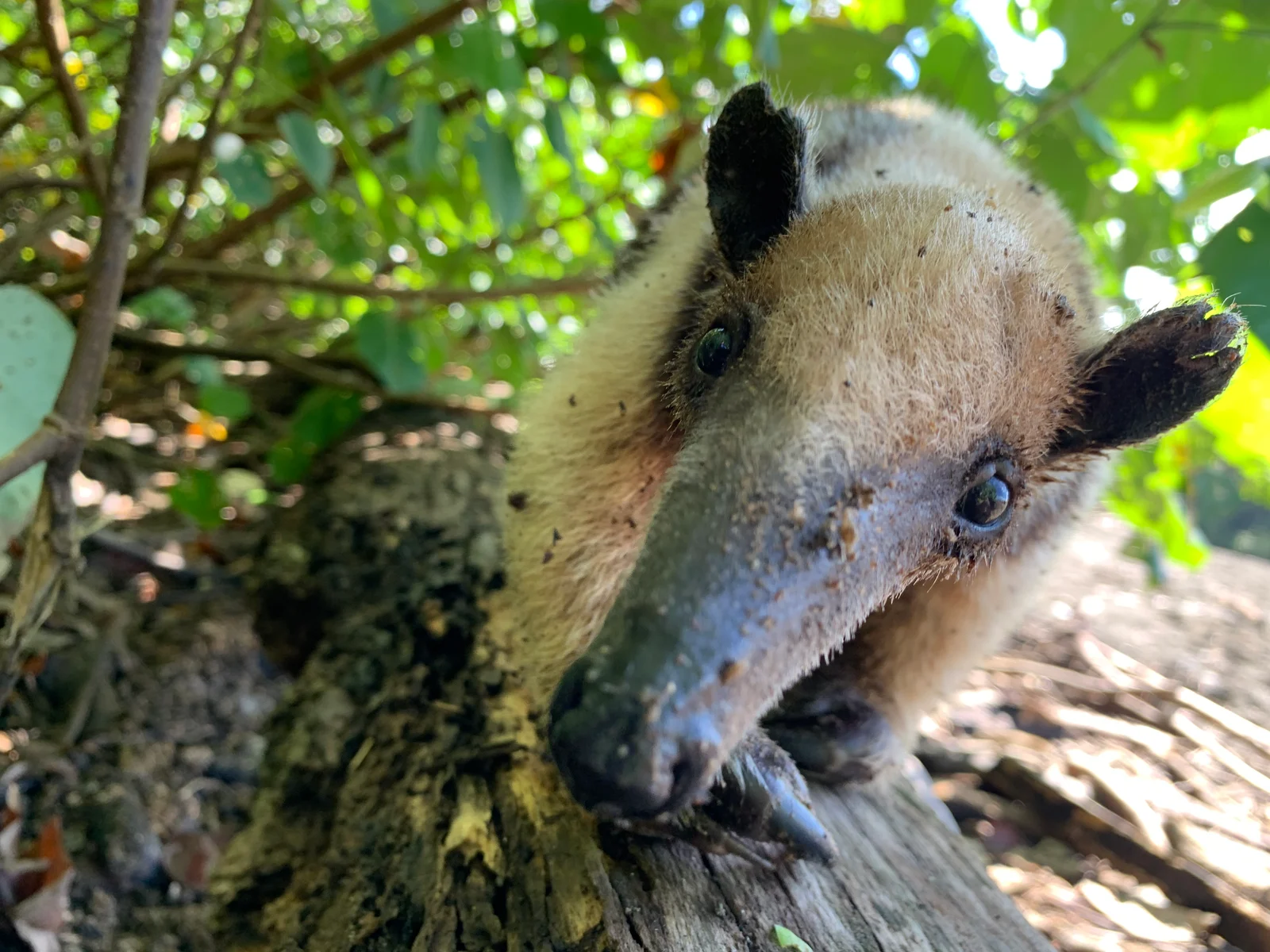 Oso hormiguero junto a un tronco