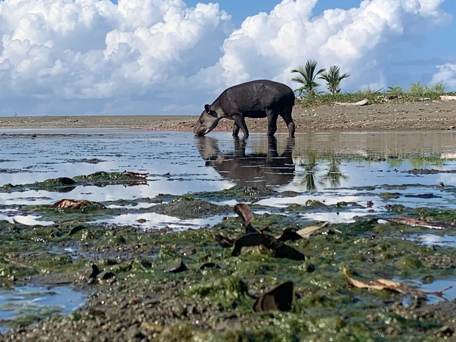 Danta junto al agua